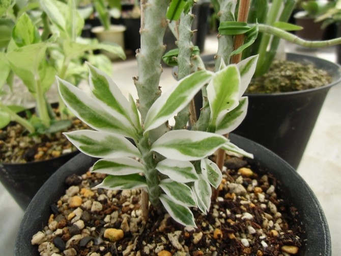 يتم استخدام الأسمدة من الربيع إلى الخريف.