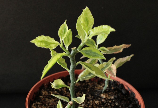 استنساخ بيدلانثوس