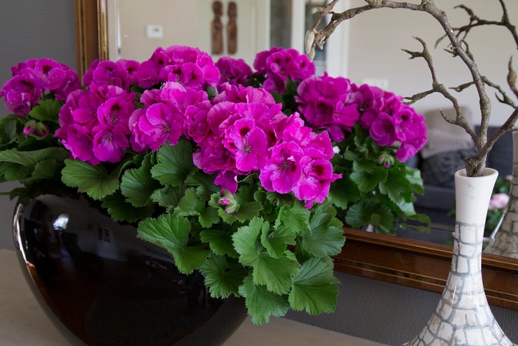 Kuninkaallisen pelargoniumin hoito kotona