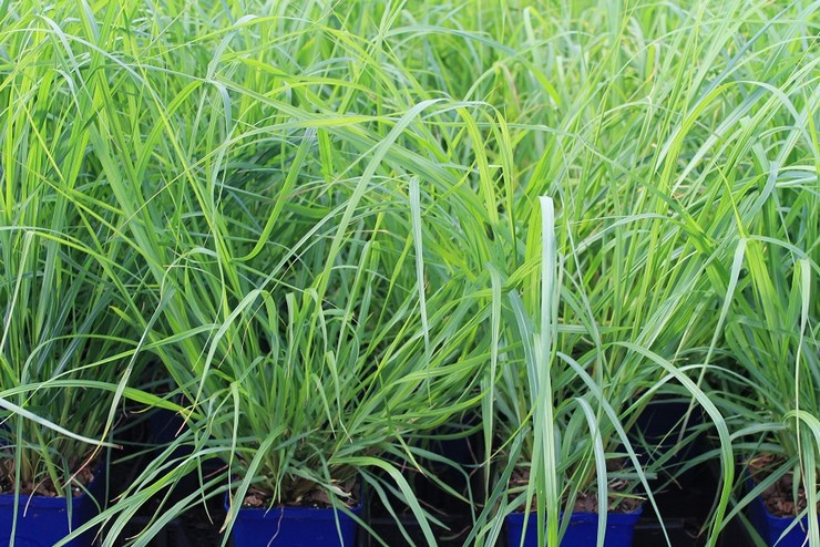 Reproduktion af pennisetum