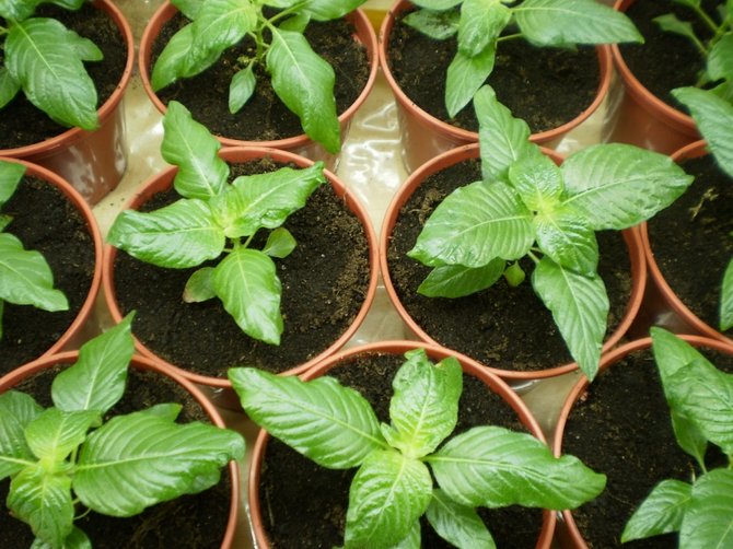 Avoimessa tilassa on parempi kasvattaa pentaa siemenillä (taimien kautta)