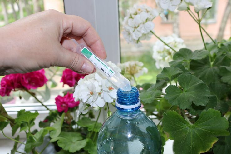 Πότισμα λουλουδιών με προσθήκη υπεροξειδίου