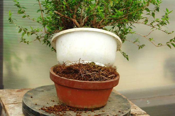 كيفية زرع الآس بشكل صحيح