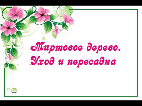 شجرة الآس. الرعاية والزرع