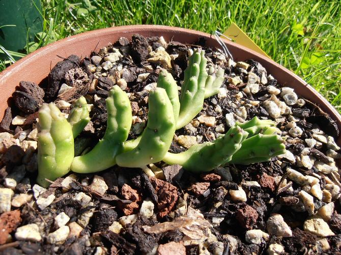 Reproduktion af piarantus