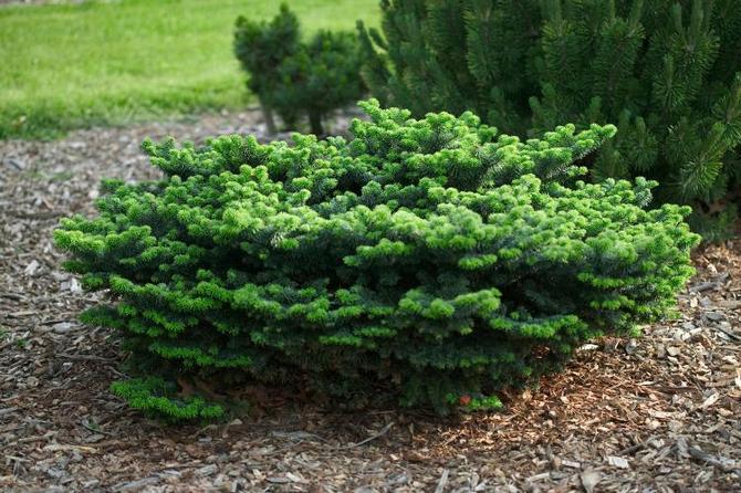 Πολύτιμες συμβουλές για τη φύτευση και τη φροντίδα του έλατου