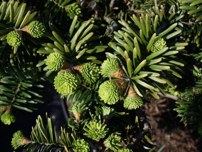 Πώς να μεγαλώσετε σωστά και να φροντίσετε το έλατο nana