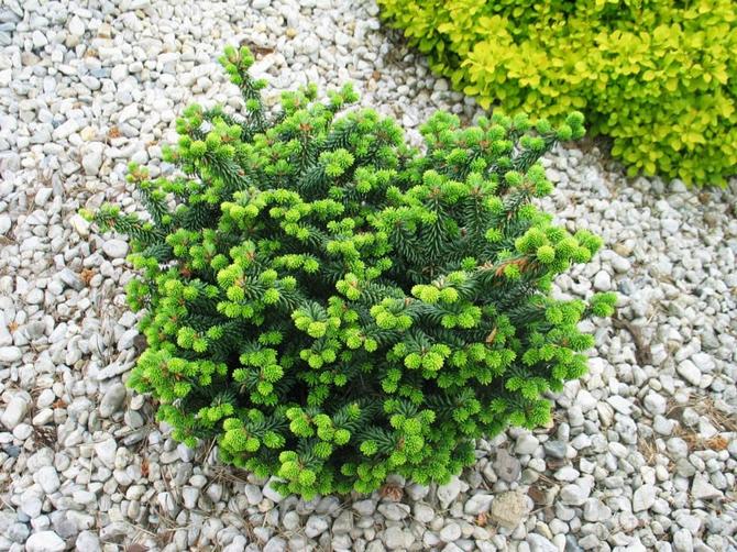 Βαλσαμόχορτο Νανά (νανά). Περιγραφή, συμβουλές για φύτευση και φροντίδα