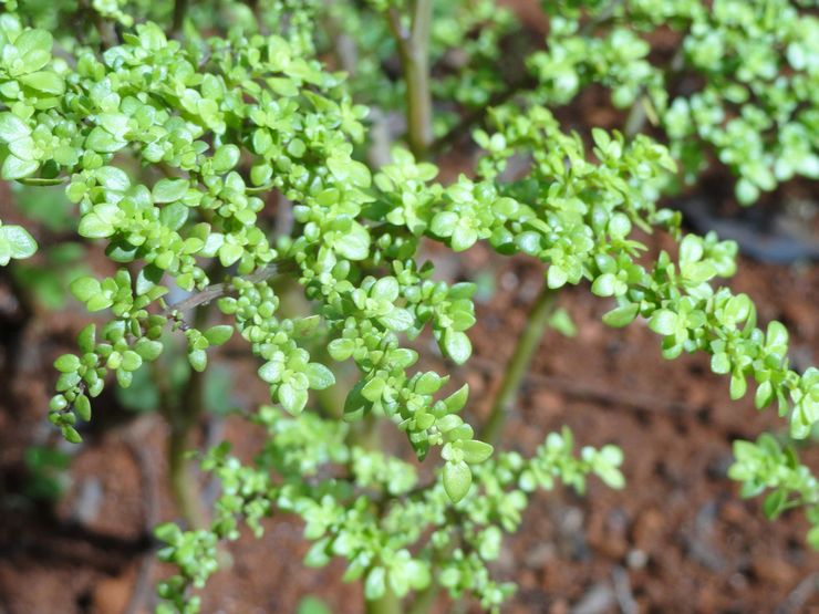 منشار صغير الأوراق