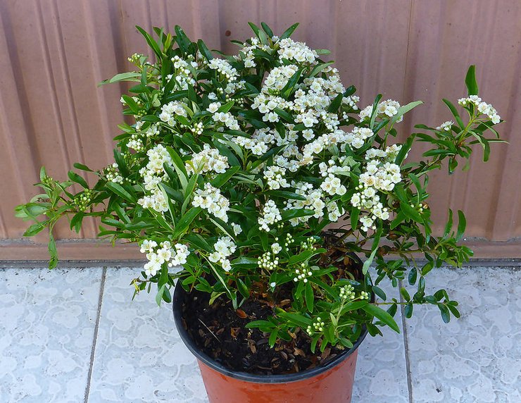 تكاثر البيراكانثا