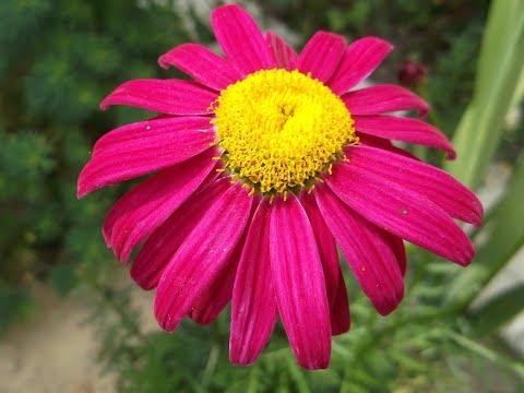 KRYSTAL # 1: HEMMELSER TIL FRØPYRETRUM TIL FRØ