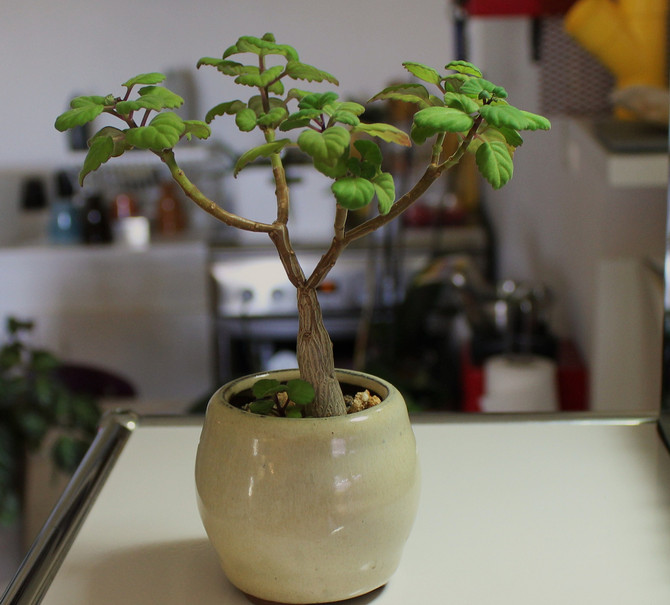 رعاية Plectrantus في المنزل