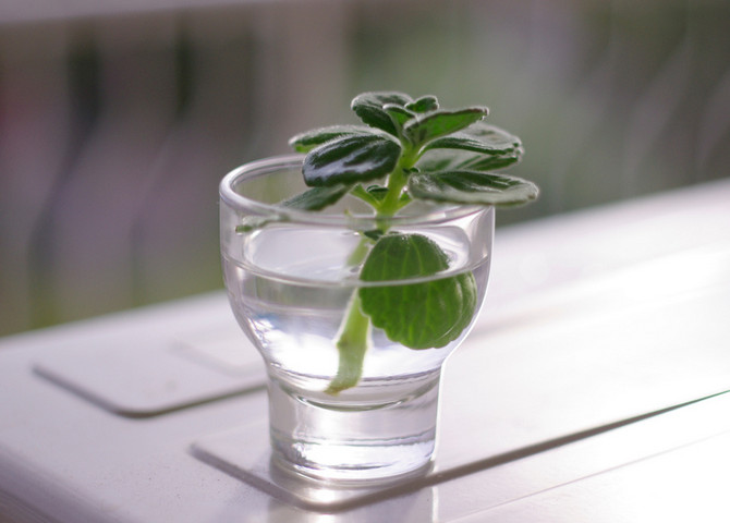 استنساخ الريش