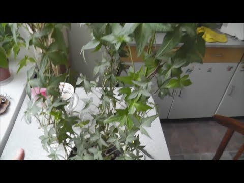 Indendørs vedbend: pleje, reproduktion. Hedera Helix. Min erfaring