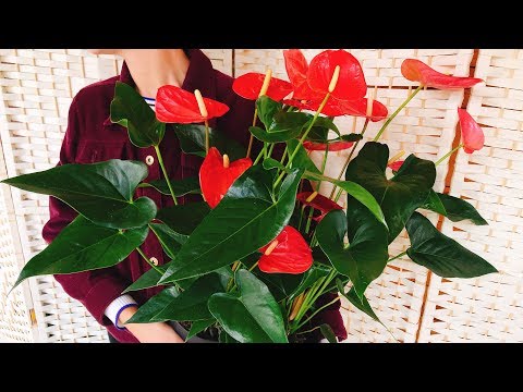 Miksi ANTHURIUM EI VÄRI ❓ HOITA ❗ kukka Miespuolinen onni