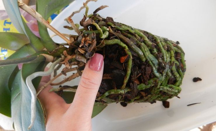 Φύτευση διασωθείσας ορχιδέας