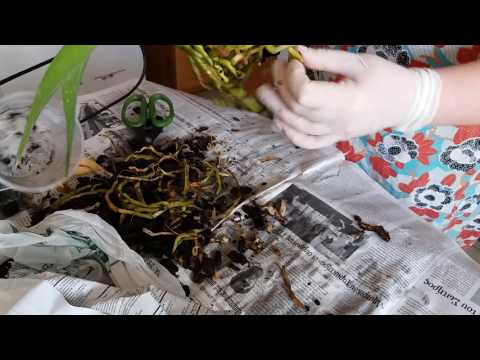 Μεταμόσχευση ορχιδέας Phalaenopsis με σάπιες ρίζες.