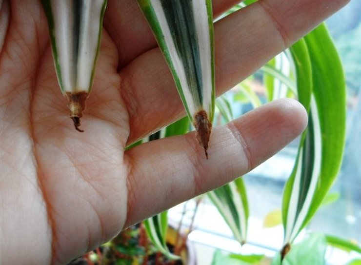 Lämpötilajärjestelmän noudattamatta jättäminen