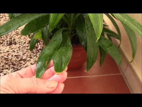 Miksi kasvien kärjet kuivuvat?