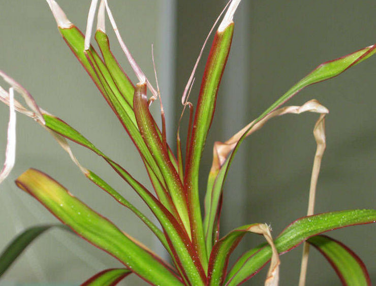 Miksi dracaenan lehdet kuivuvat ja muuttuvat keltaisiksi: taistelun syyt ja menetelmät