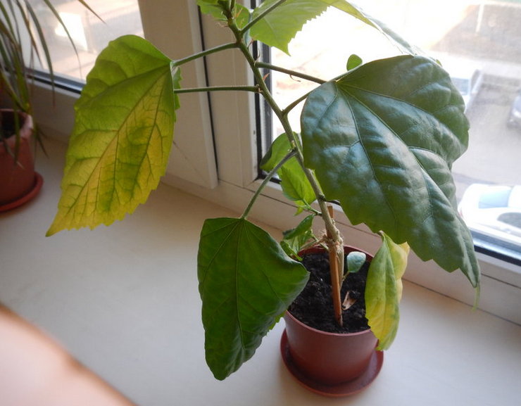 لماذا أوراق الكركديه تتحول إلى اللون الأصفر وتسقط