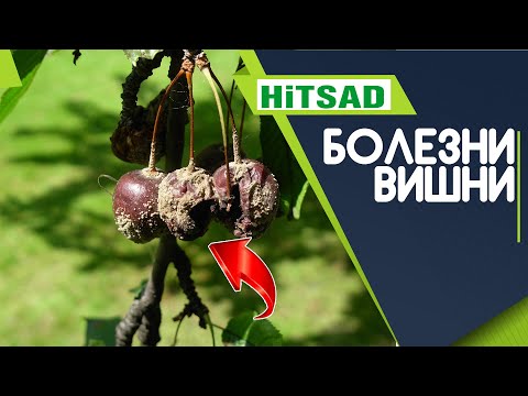 Kirsikoiden vaarallisimmat sienitaudit ✔️ Kuinka hoitaa FUSARIOSIS MANILIOSIS Cherries
