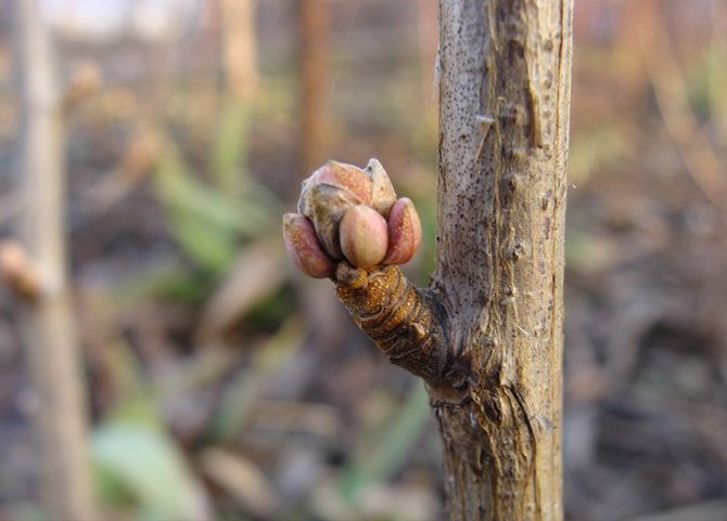 Roztoč obličky sa usadzuje v púčikoch ríbezle medzi šupinami, v púčiku sa rozmnožuje a živí sa šťavou z ríbezlí.