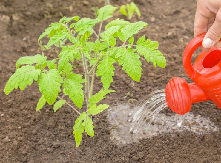 Paradajka s vrchným dresingom