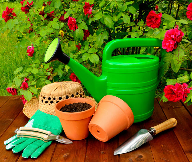 Základný dresing na ruže