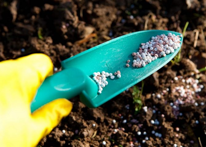 Ako správne hnojiť