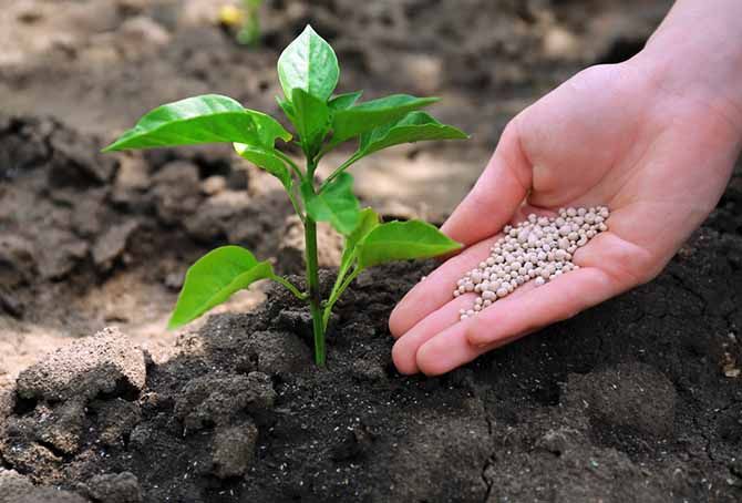 Jarný dresing na ruže