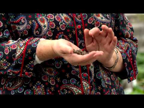 Hnojivá na ruže. Tipy a tajomstvá Vydanie 33