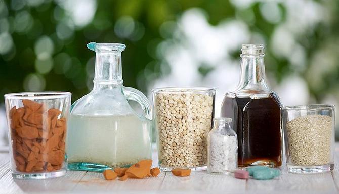 أعلى تغذية شتلات الفلفل والباذنجان