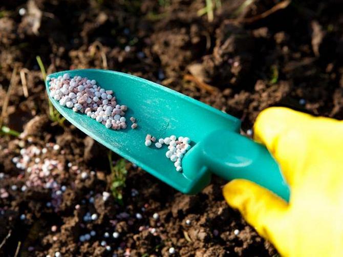 كل شيء عن الأسمدة والضمادات لزراعة الفلفل والباذنجان في الحديقة