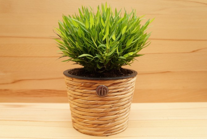 V prírode je to vždyzelená bylina, navonok podobná nízkej obilnine so stonkami zakrivenými v oblúku.