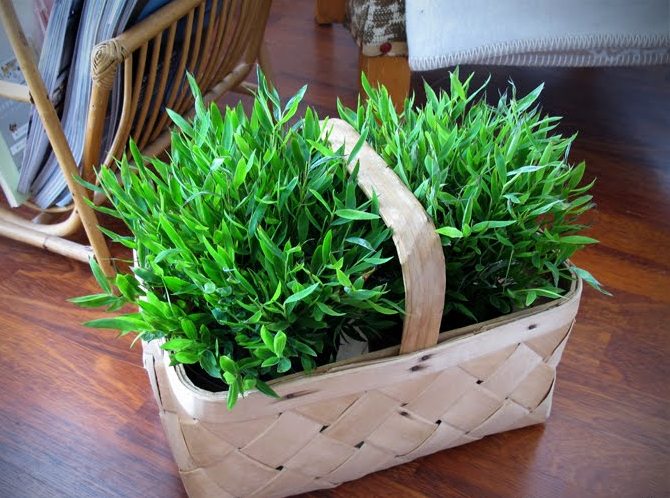 Starostlivosť o pogonaterum doma