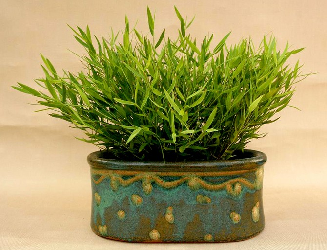 Pogonaterum - izbový bambus. Domáca starostlivosť. Kultivácia pogonaterum, transplantácia a reprodukcia. Popis, foto