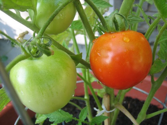 Συμβουλές καλλιέργειας κερασιών