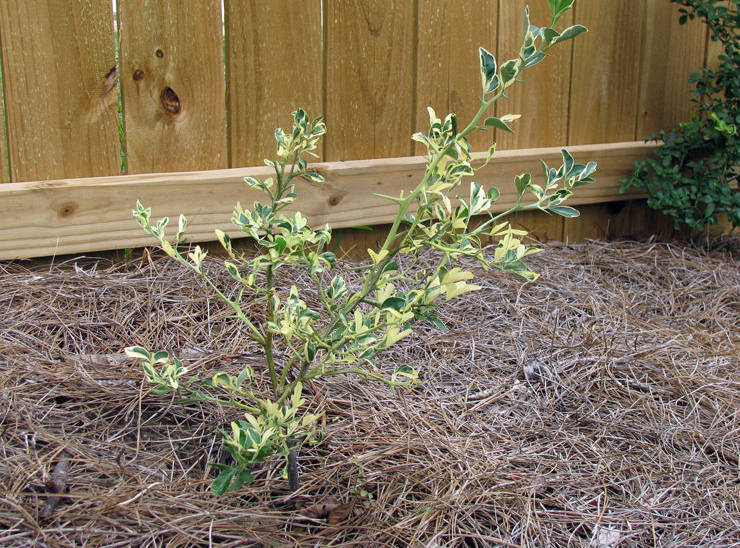 Pri pestovaní divokého citrónu v drsnom zimnom podnebí je nevyhnutné úkryt.