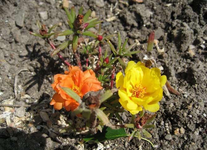 Portulaan istuttaminen avoimeen maahan
