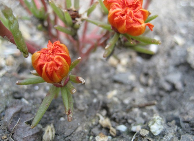 Portulaki kukinnan jälkeen