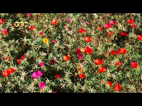 Portulaki - 6 aaria
