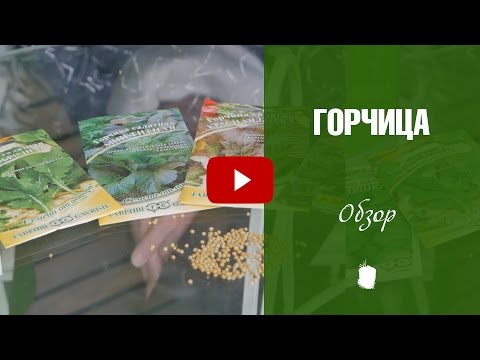 Kaikki sinapista �� Sinapin edut ja haitat ✓ Sivusiteet