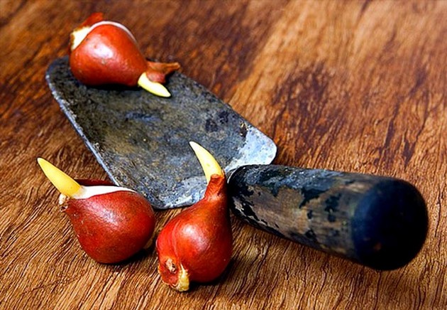 Plantning af tulipaner