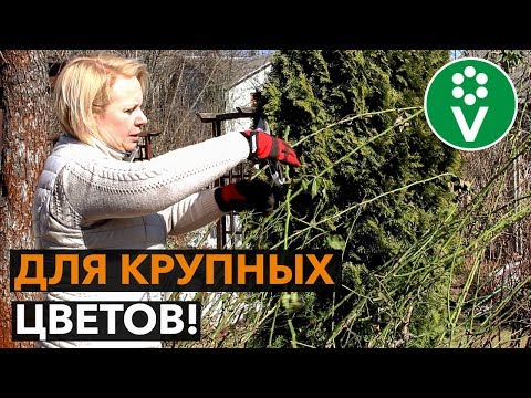 Työpaja ruusujen leikkaamisesta keväällä (pensaat, puisto, kiipeilyruusut)