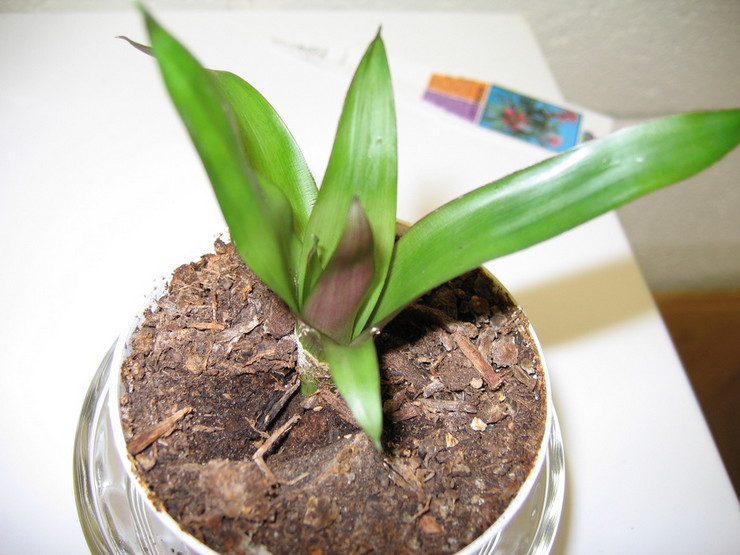 Starostlivosť o deti v Guzmánii