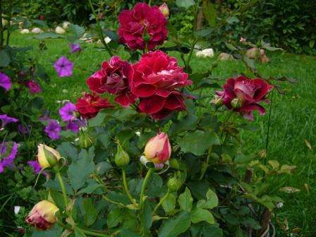 Boorihappoa käytetään juurilannoitteena. Sitä tarvitaan, jos maassa on voimakas boorin puute, mikä aiheuttaa kasvien nälkää.