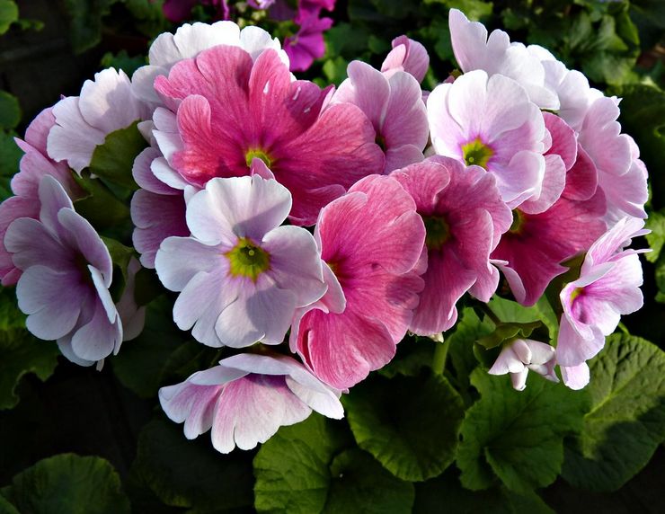 Primula Obkonik tai käänteinen kartio