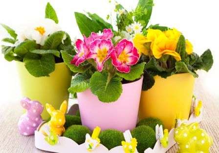 Μεταξύ όλων αυτών των εντόμων και ασθενειών, το πιο επικίνδυνο είναι η εμφάνιση κηλίδων που προκαλούνται από τον μύκητα 