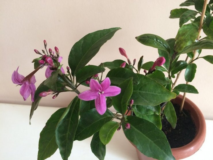 Pasning af pseudo-erantemum derhjemme